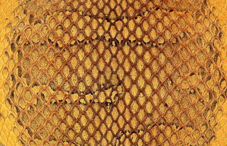 Snake skin texture, as background. Natural reptile leather, brown color.