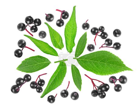 Photo for Black elderberry fruits and green leaves isolated on a white background, view from above. Healing berries of Sambucus. - Royalty Free Image
