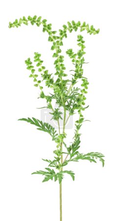 Ragweed plante en saison d'allergie isolé sur un fond blanc. Ambrosia artemisiifolia, herbe à poux annuelle.
