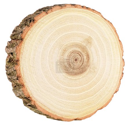Round piece of wood in cross section with wood texture pattern isolated on a white background. Detailed organic surface.