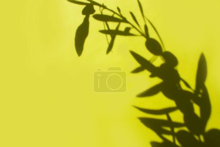 Photo for Contrasting shadow of a branch of olives on a green background - Royalty Free Image
