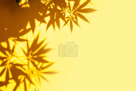 Foto de Sombra contrastante de hojas de cáñamo sobre un fondo amarillo. Legalización - Imagen libre de derechos