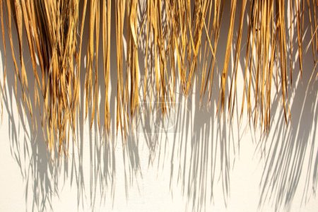 Téléchargez les photos : Feuilles de palmier séchées avec des ombres contrastées sur fond blanc. Bungalow d "été décor - en image libre de droit
