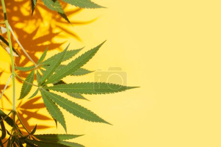 Photo for Hemp leaves and shadows on a yellow background. Legalization concept - Royalty Free Image