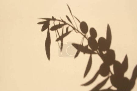 Photo for Olive sprig with contrasting shadows on white background - Royalty Free Image