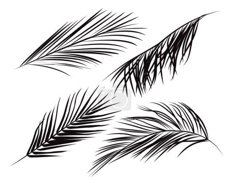 Illustration for Summer set of tropical palm leaves. Vector illustration black silhouette on white background - Royalty Free Image