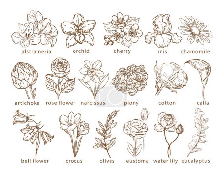 Illustration for Collection of botanical flowers and leaves. One-line vector illustration. Design for a logo. Rose, eustoma, crocus, peony, orchid - Royalty Free Image