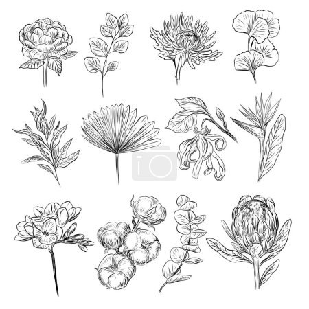 Téléchargez les illustrations : Collection d'herbes et de fleurs. Illustration vectorielle d'un botaniste. Fleurs vintage noir et blanc - en licence libre de droit
