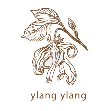Illustration for Ylang ylang flower drawn by one line. Vector illustration. Vintage style - Royalty Free Image