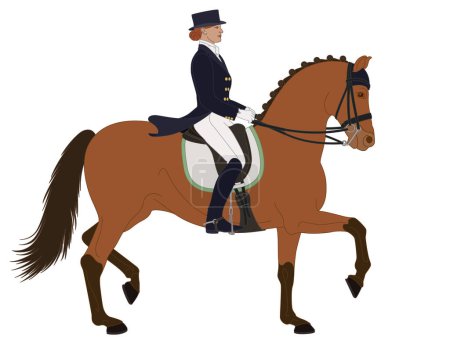 Ilustración de Doma ecuestre, caballo de nivel superior con jinete femenino en traje formal aislado sobre un fondo blanco - Imagen libre de derechos