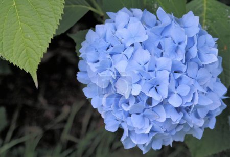 Foto de Un primer plano de una cabeza de flor azul o lila de una hortensia. Flores ricamente florecientes a la luz del día. Foto detallada de una planta ornamental en verano. Con un fondo natural oscuro. - Imagen libre de derechos