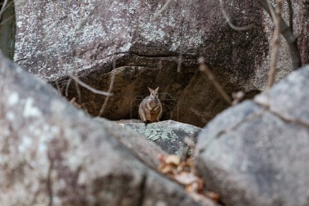 Photo for Rock wallbies on Magnetic Island, QLD, Australia - Royalty Free Image