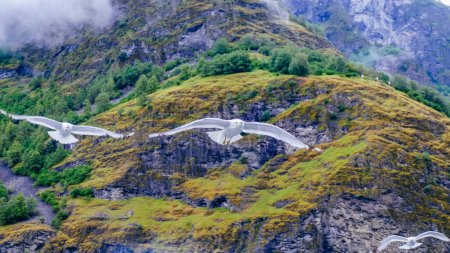 Téléchargez les photos : Troupeau de mouettes blanches volant au Fjord en Norvège - en image libre de droit