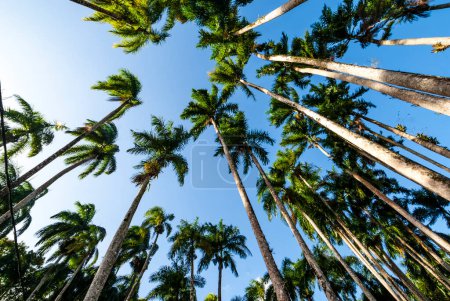 Palmengarten (Palmentuin) in Paramaribo, Surinam, Südamerika