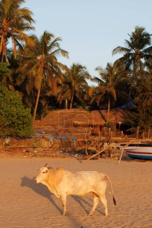 Photo for Cow on the beach in Agonda Beach, South Goa, India, Asia - Royalty Free Image