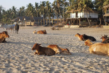Photo for Cows on the beach in Agonda Beach, South Goa, India, Asia - Royalty Free Image