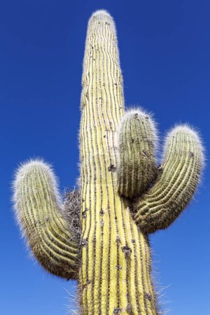 Foto de Cardon-Cactus cactus cerca de Amaicha del Valle, Tucumán, Argentina, América del Sur - Imagen libre de derechos