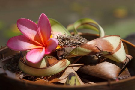 Hindu-Opfergabe mit Frangipani-Blume, Bali, Indonesien, Asien