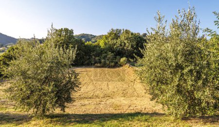 Foto de Colinas verdes alrededor de Vallfabrica con olivos, Umbría, Italia, Europa - Imagen libre de derechos