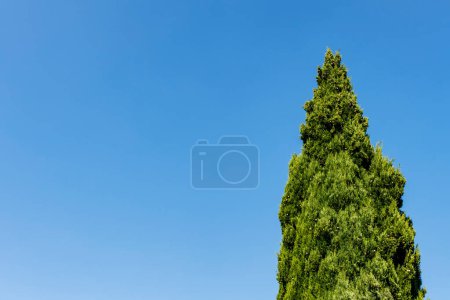 Foto de Ciprés contra un cielo azul en Italia, Europa - Imagen libre de derechos