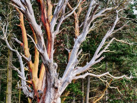 Téléchargez les photos : Silver branches on a dying madrona tree at Limekiln Point on San Juan Island are outlined against the forest behind. - en image libre de droit