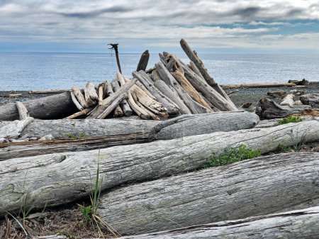 Photo for A shelter on South Beach on San Juan Island is constructed with large driftwood logs. - Royalty Free Image