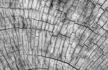 Photo for A large solid wood wheel on an old wooden cart shows a bacgkround pattern of cracks. In black and white. - Royalty Free Image