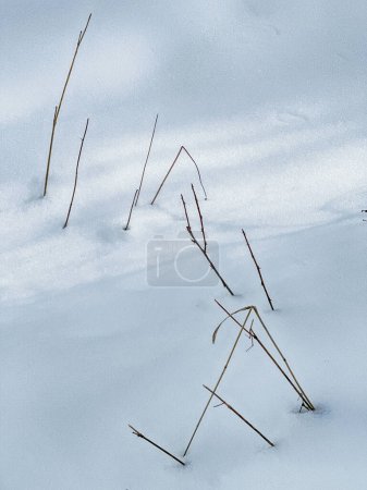 Eine Reihe kleiner Zweige von Pflanzen führen im Winter in der Nähe von Aspen, Colorado, durch krustigen Schnee..