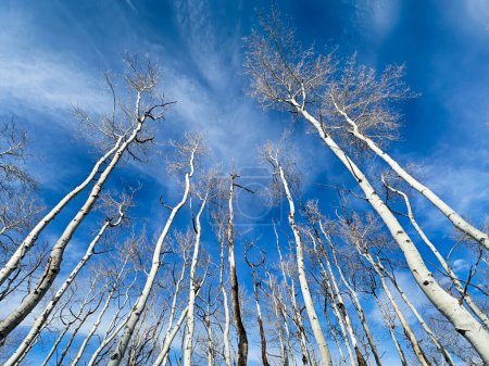 A grove of aspen trees in winter stretch skywards against a blue sky with light clouds.