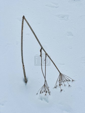 Der abgebrochene Stamm einer blühenden Pflanze durchbricht die Oberfläche des Schnees in der Nähe von Snowmass.