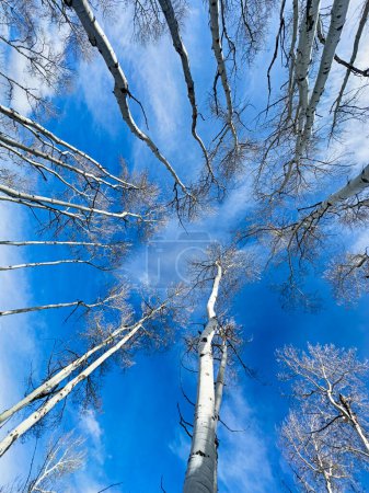 Tree trunks in a leafless aspen grove stretch upwards in the winter.