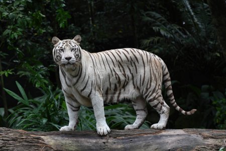 Téléchargez les photos : Gros plan d'un tigre blanc posant devant la caméra, mise au point sélective. - en image libre de droit