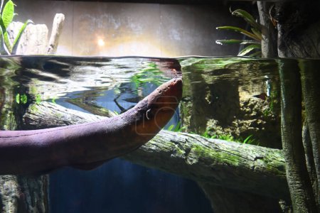 Electric eel in freshwater aquarium, selective focus.
