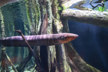 Electric eel in freshwater aquarium, selective focus.