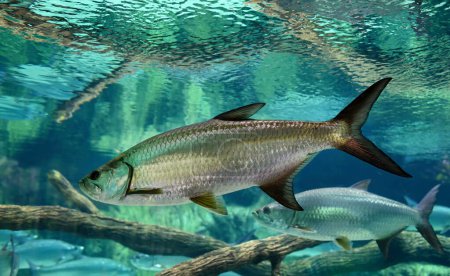 Atlantic Tarpon (Megalops atlanticus) swimming in the clean aquarium. Tarpons are fish of the genus Megalops. 
