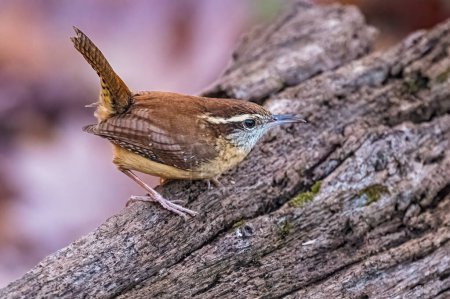 Photo for Carolina Wren. A small brown bird strands on a tree trunk in the autumn afternoon, looking forward, alert - Royalty Free Image