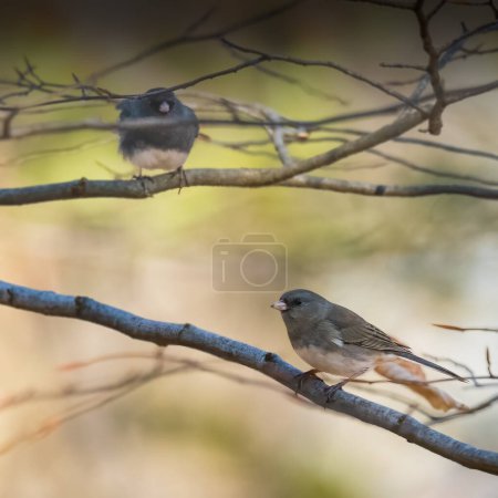 White-Winged Junco.  Two small birds are climbing branches on the moody autumn afternoon