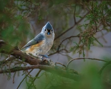 A small bird is climbing on branch of green tree, looking. Tufted Titmouse is a small songbird from North America, a species in the tit and chickadee family