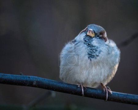 Ein kleiner Vogel sitzt an einem Winternachmittag auf einem Ast und blickt auf. Der Haussperling (Passer domesticus) ist ein Vogel der Familie Passeridae, der in den meisten Teilen der Welt vorkommt.