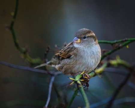 Un petit oiseau est assis sur une branche d'arbre dans l'après-midi d'hiver, levant les yeux. Le Moineau domestique (Passer domesticus) est un oiseau de la famille des Passeridae..