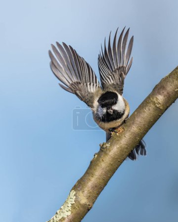Foto de Un pajarito abre dos alas, volando desde la rama del árbol, hacia el cielo. Chickadee de Capa Negra es un ave cantora norteamericana pequeña, no migratoria, que vive en bosques caducifolios y mixtos. - Imagen libre de derechos