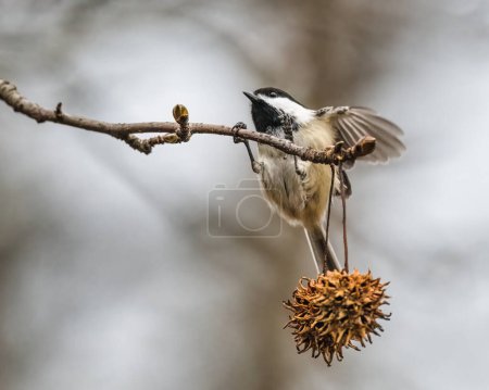 Foto de Chickadee con gorra negra. Un pajarito abre alas y sube a la rama del árbol con dos bolas de fruta seca en la mañana nublada de invierno. - Imagen libre de derechos