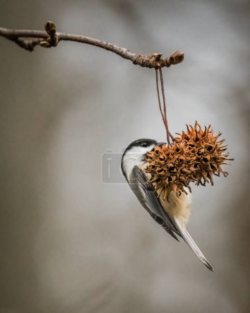 Foto de Chickadee con gorra negra. Un pequeño pájaro sube a la rama del árbol con dos bolas de fruta seca en la mañana nublada de invierno - Imagen libre de derechos