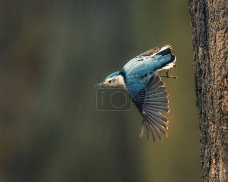 White-Breasted Nuthatch.  A small bluebird opens wings, flying down from the tree trunk in the winter afternoon