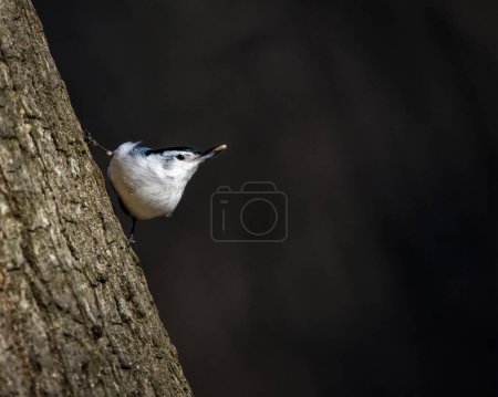 White-Breasted Nuthatch. A small bird is standing on tree trunk, beak with small seed, looking up, in the sunshine of winter afternoon
