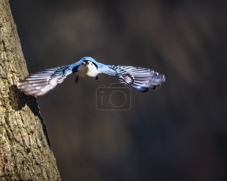 White-Breasted Nuthatch.  A small bluebird opens two wings, beak with seed, flying passed by tree trunk in the sunshine of winter afternoon