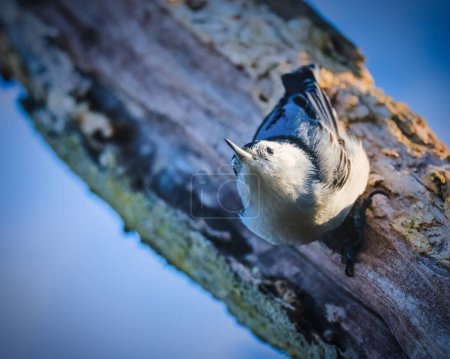 Weißbrustkleiber. Ein kleiner Vogel mit langem Schnabel steht auf einem Baumstamm und blickt auf, unter der Sonne des Winternachmittags