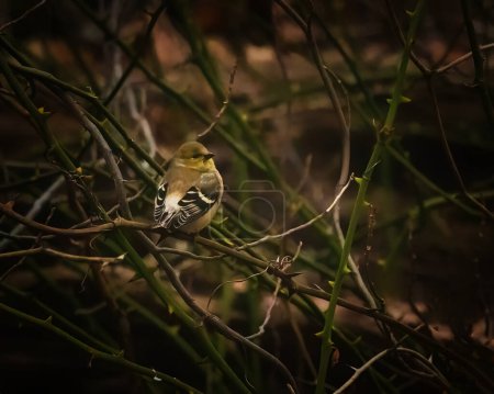 El jilguero americano. Un pequeño pájaro amarillo está de pie en las ramas en la tarde de invierno malhumorado, mirando hacia atrás