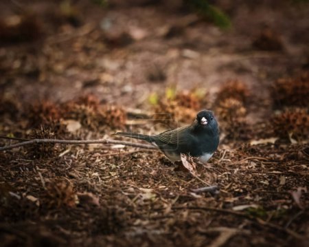 White-Winged Junco. A small gay bird is standing on the ground in the winter morning, looking for foods