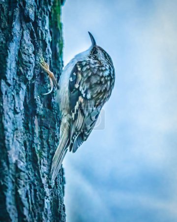 Brown Creeper. Un petit oiseau se tient debout sur le tronc d'arbre, regardant autour de lui dans l'après-midi d'hiver